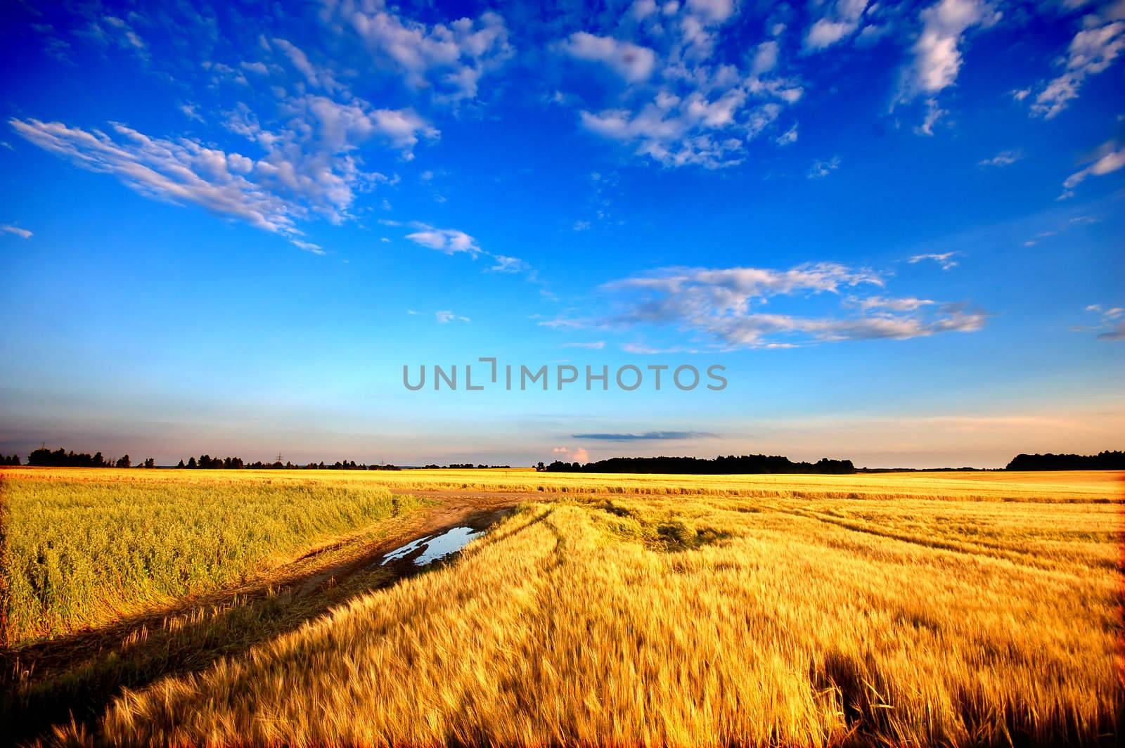 Wheat field ready for harvest