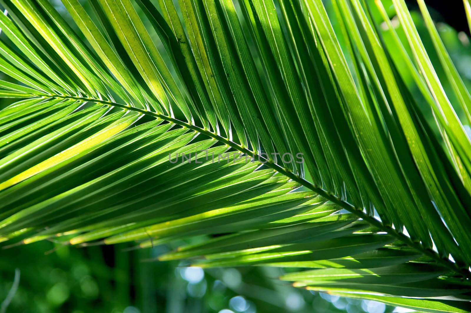Tropical palm leaf with sun backlight