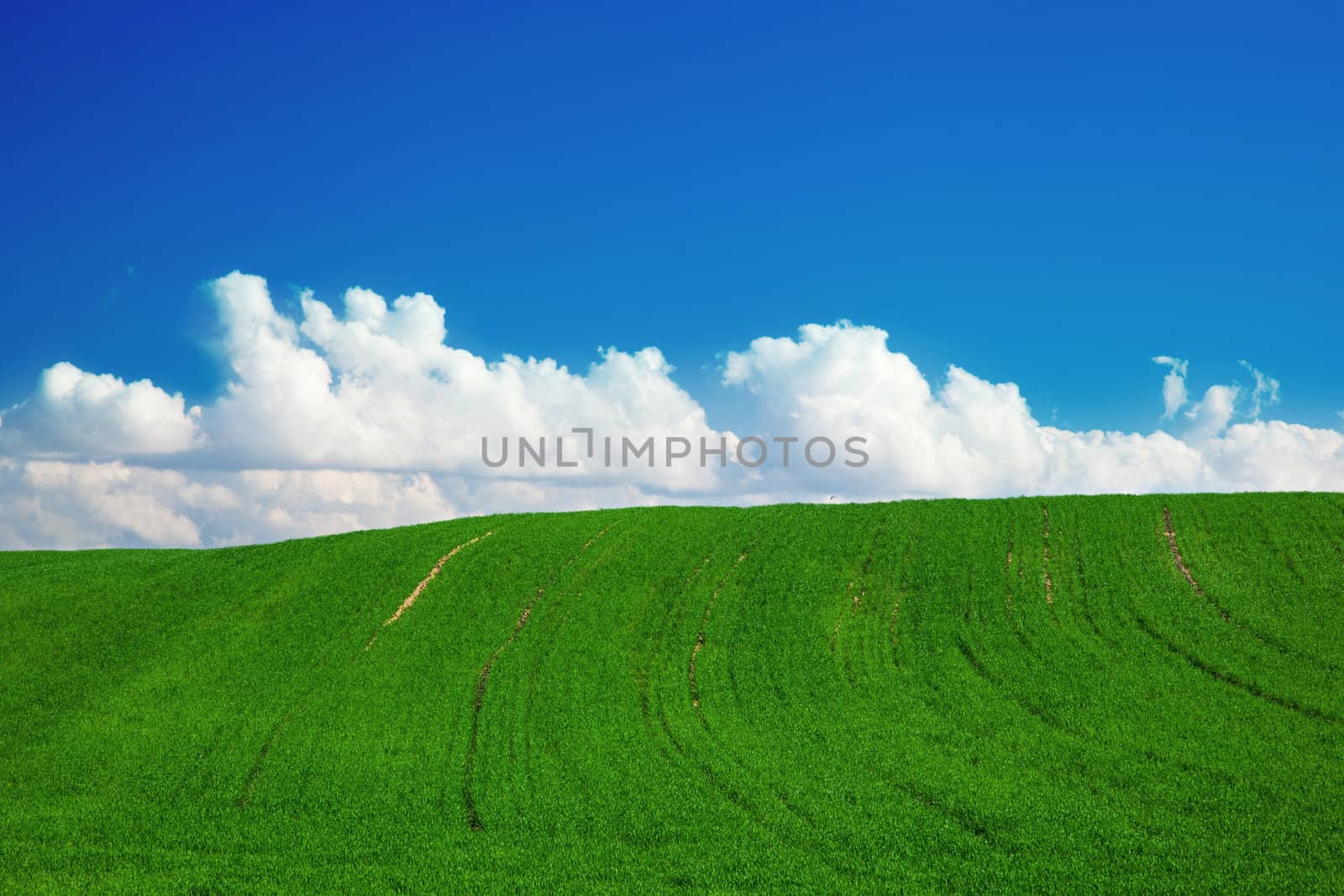 Green summer landscape with blue sky and puffy clouds