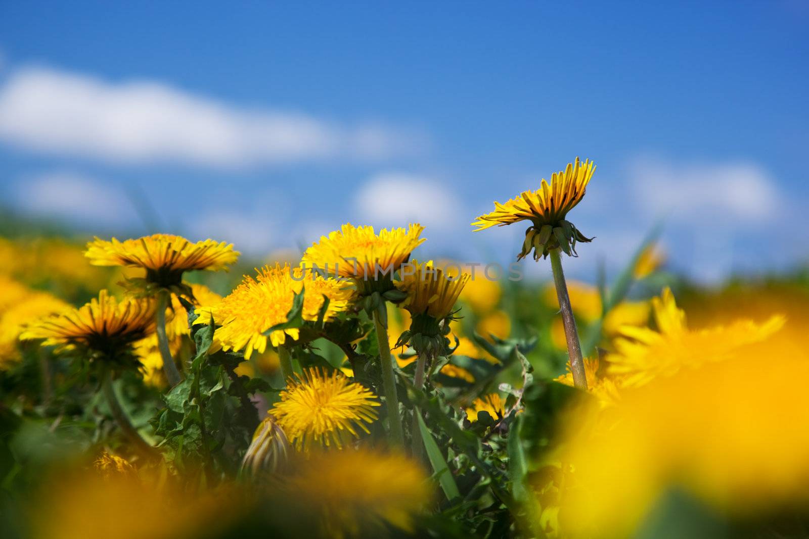 Field of yellow spring flowers - dandelions and blue sky