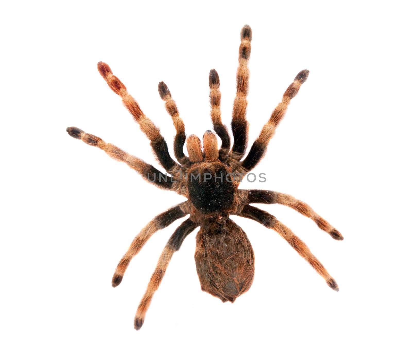 Big hairy spider isolated on white. Top view