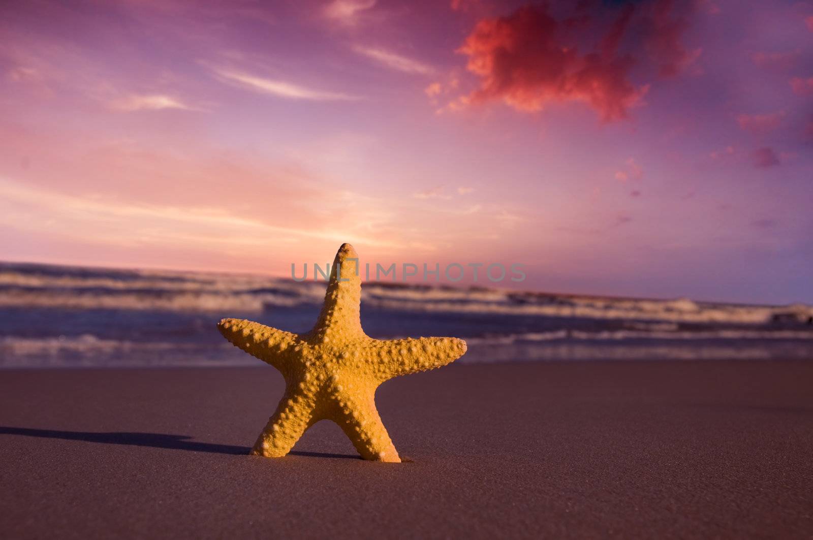 Starfish on summer beach at sunset. Travel, vacation concepts