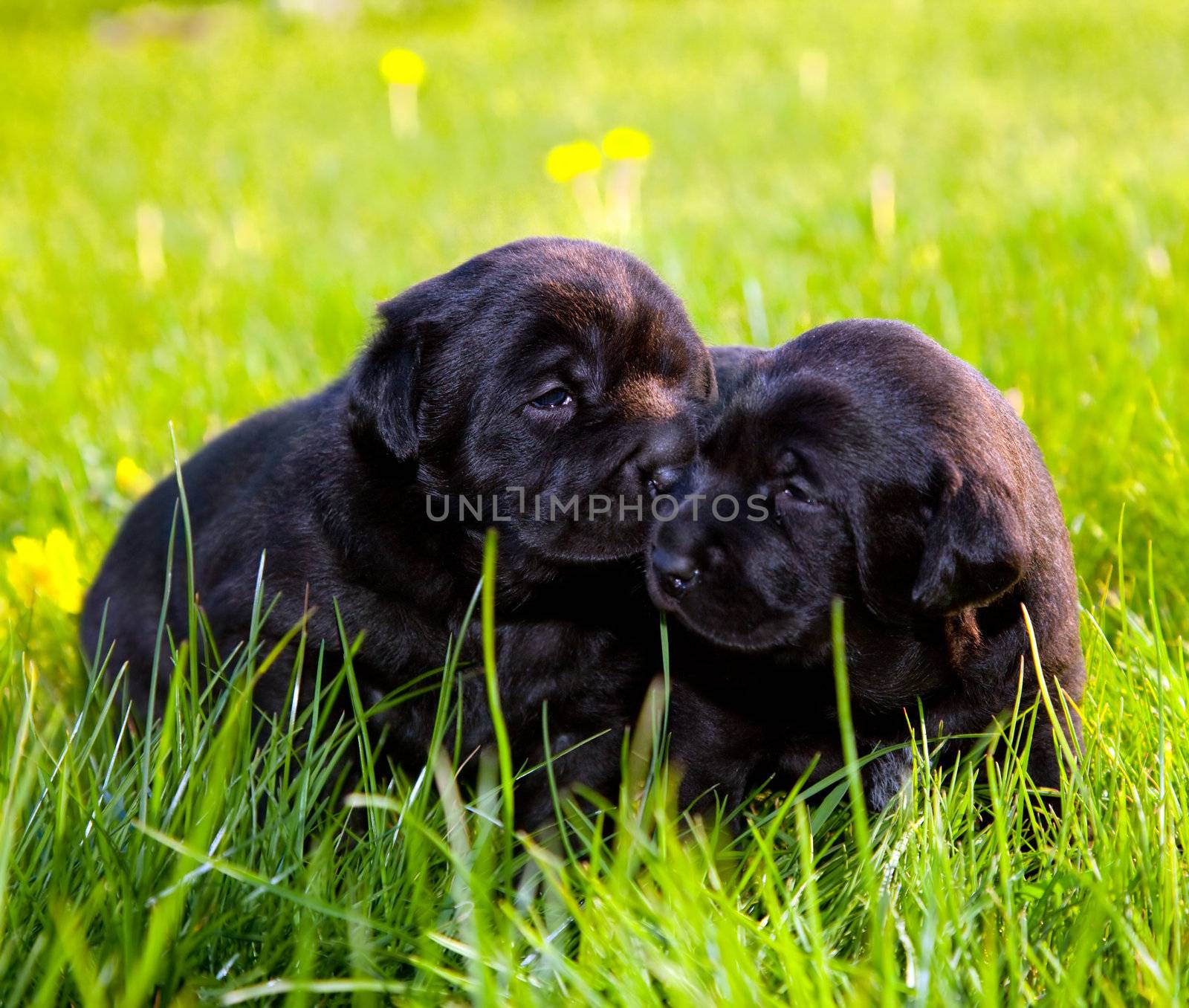 Two cute dogs, puppies on the grass