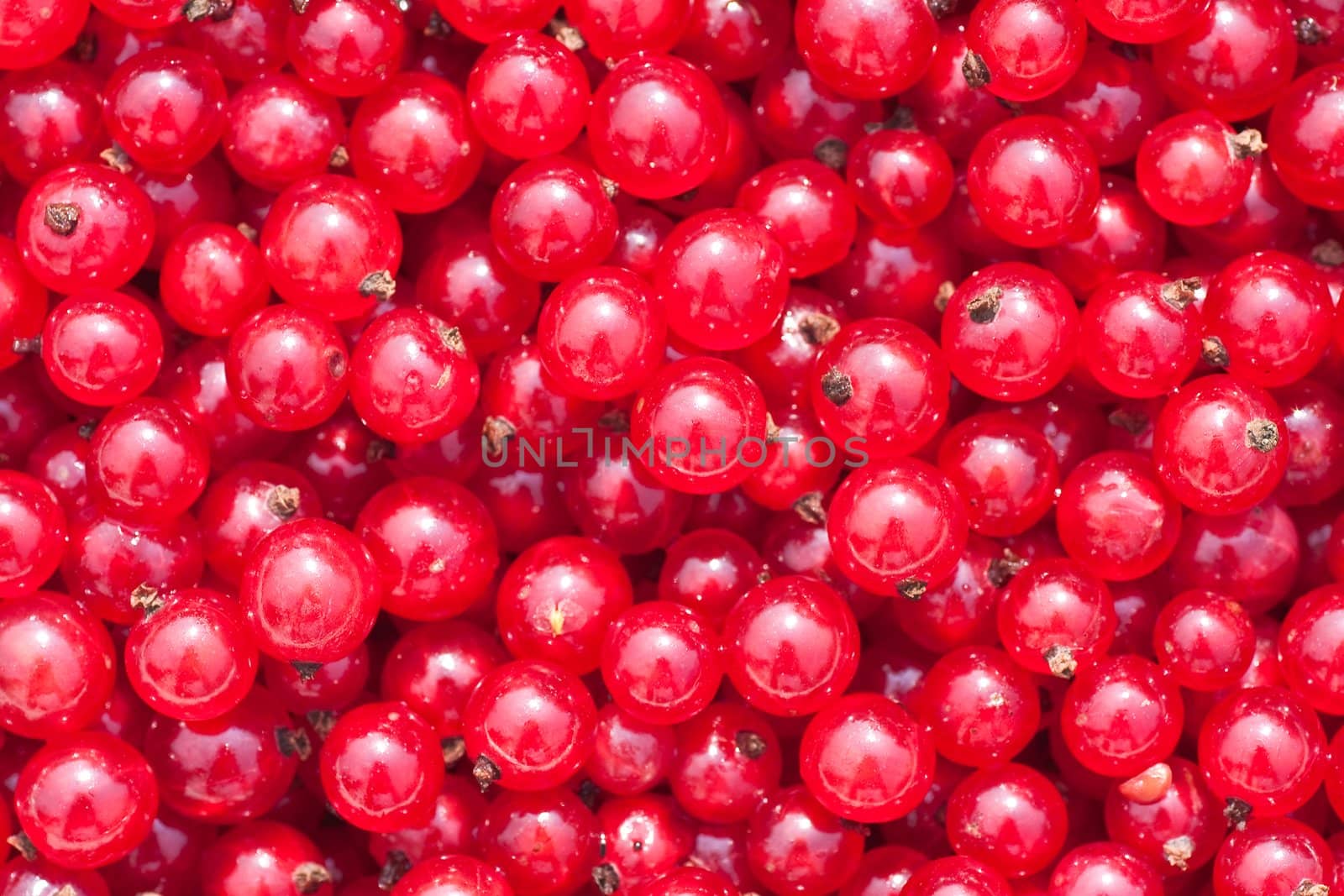 Natural background of berries of a red currant