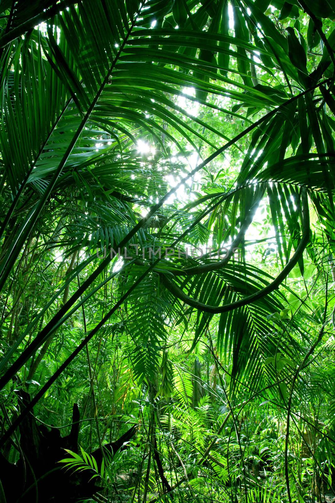 Tropical forest, palm trees in sunlight