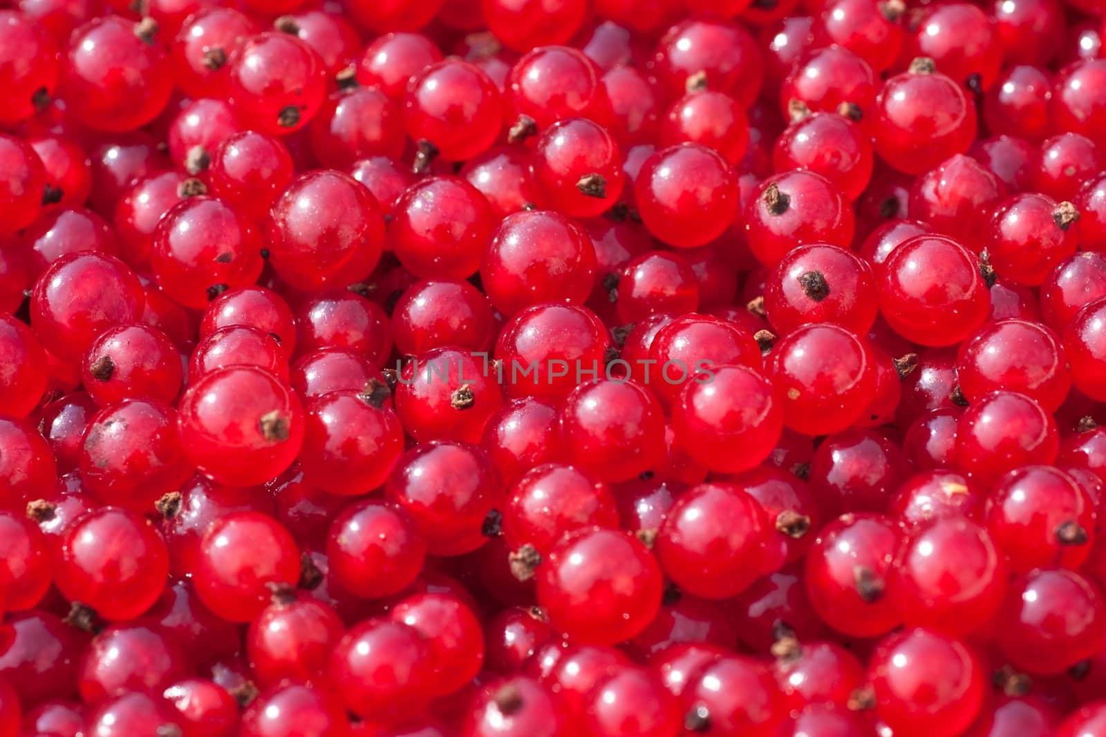 Natural background of berries of a red currant by nikolpetr