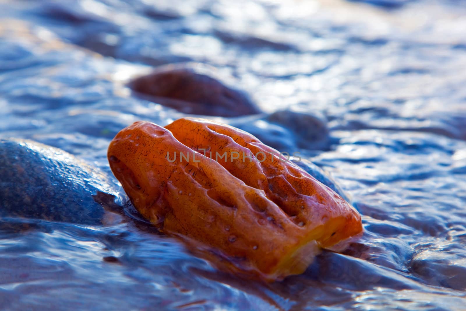 Golden amber in calm sea water