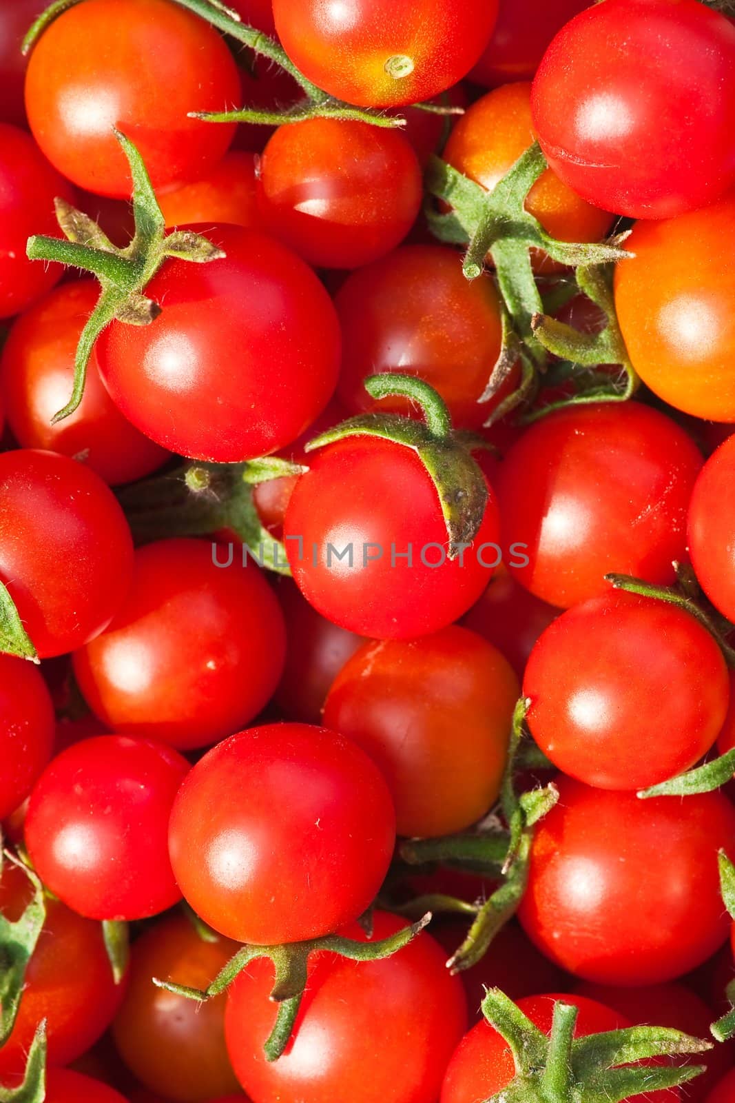 Red tomatoes "Cherry". Background