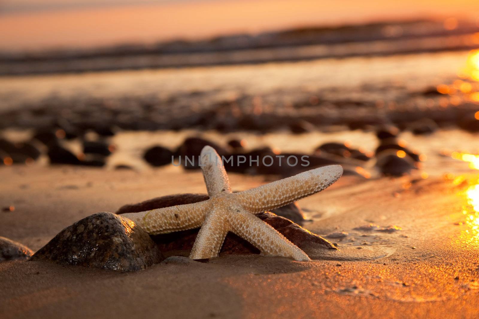 Starfish on the beach at romantic sunset