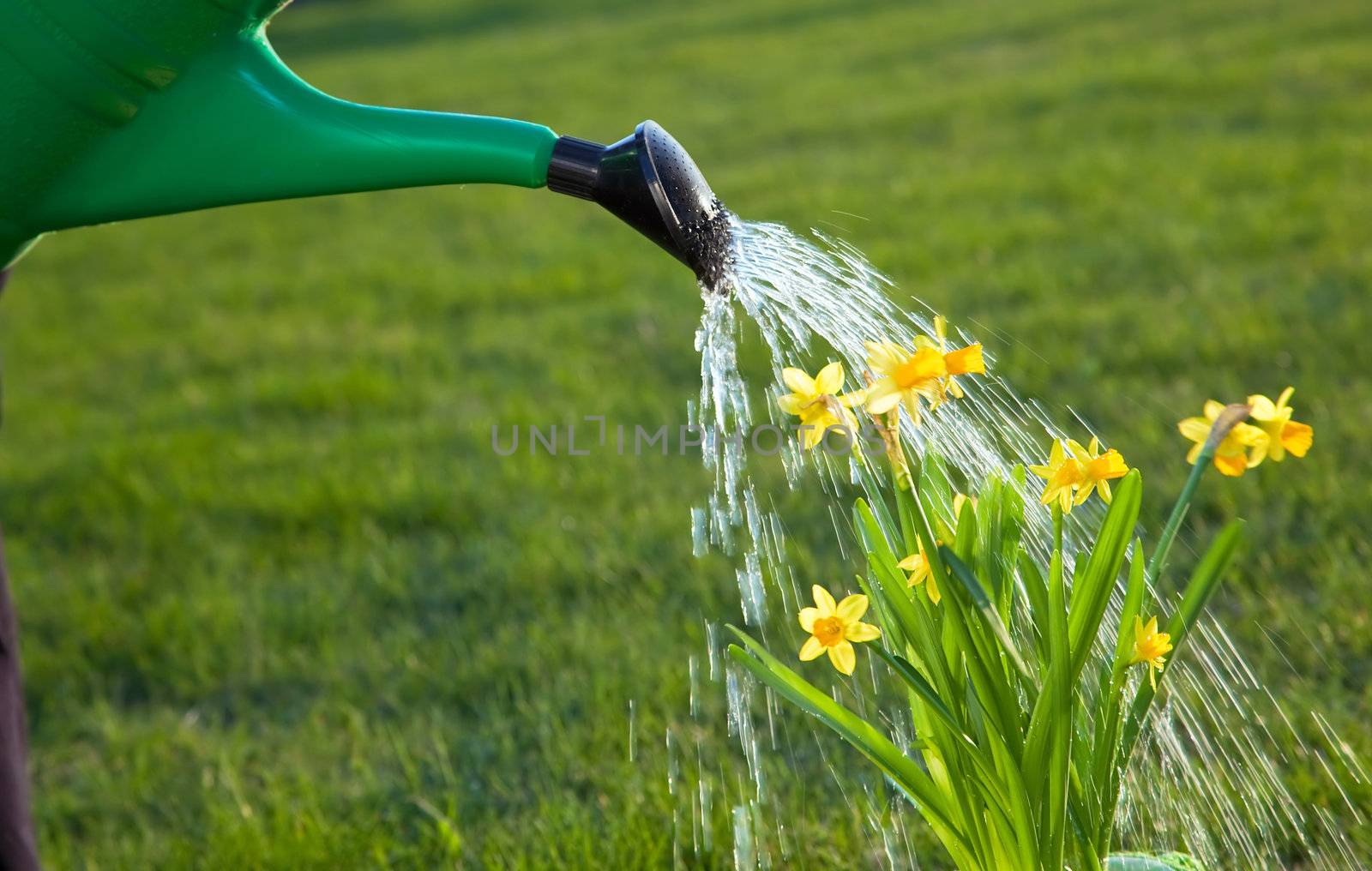 Watering the flowers in the garden