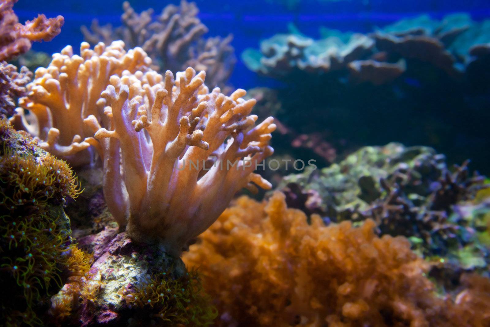 Underwater life. Coral reef, fish, colorful plants in ocean