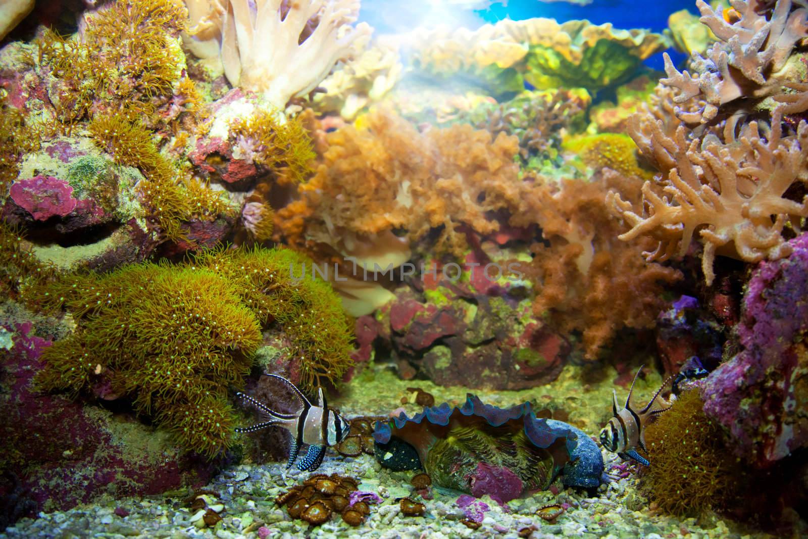 Underwater life. Coral reef, fish, colorful plants in ocean