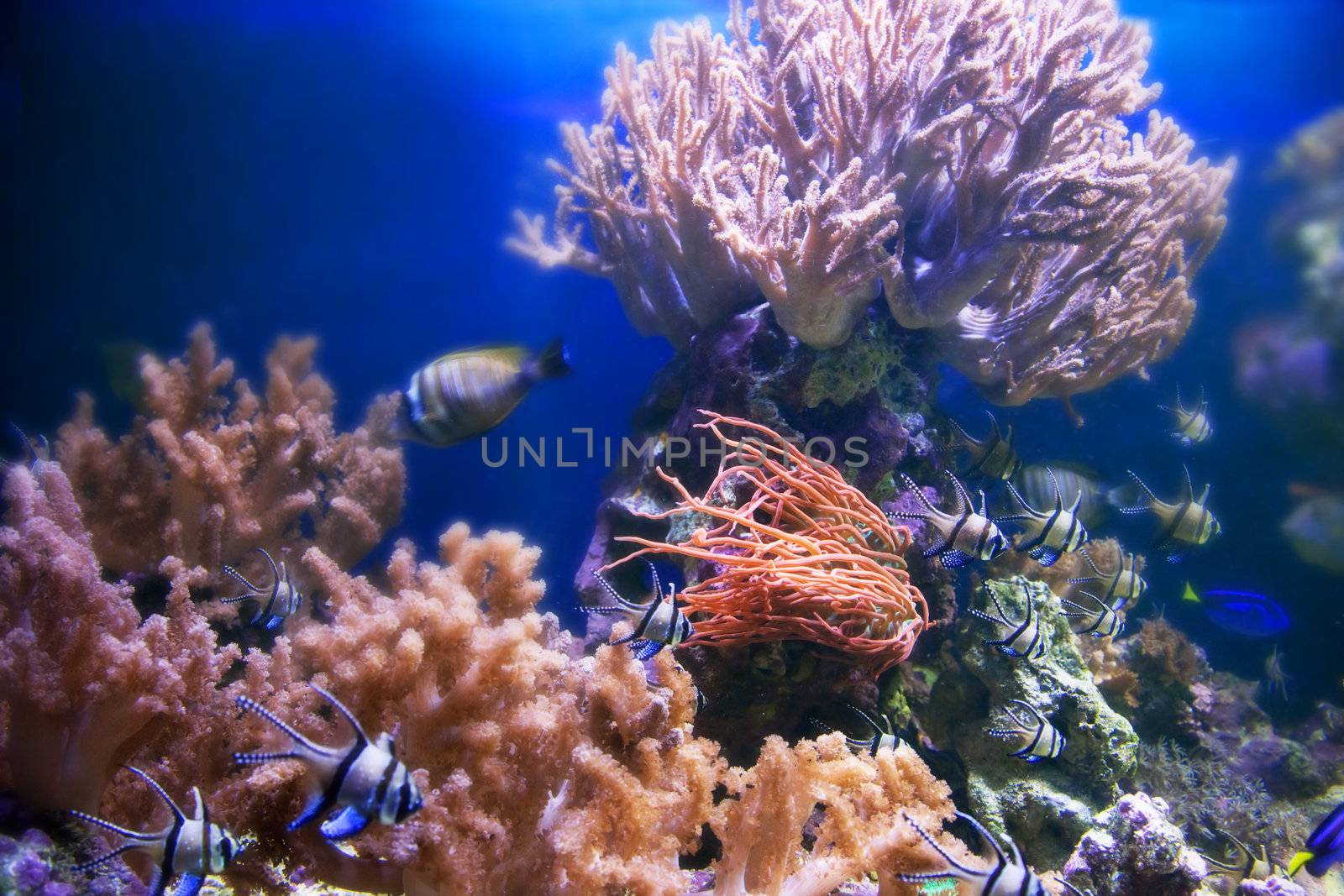 Underwater life. Coral reef, fish, colorful plants in ocean