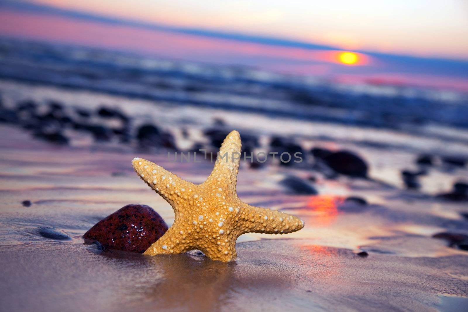 Starfish on the beach at romantic sunset