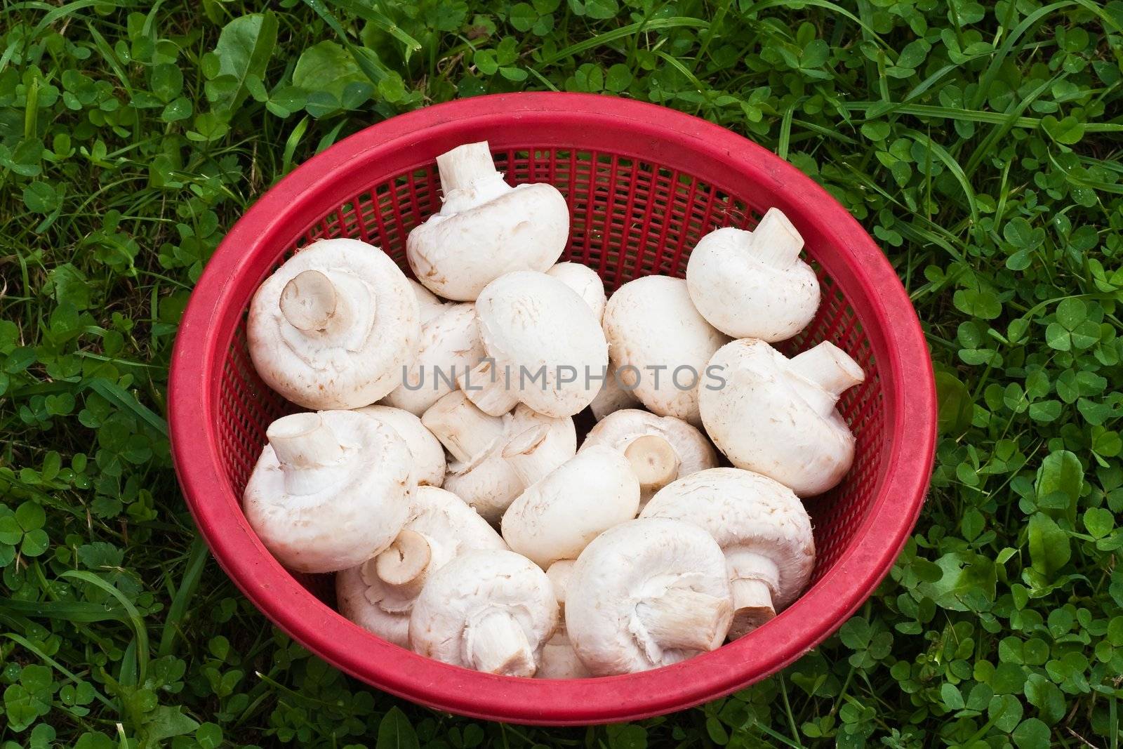 White mushrooms in a bowl