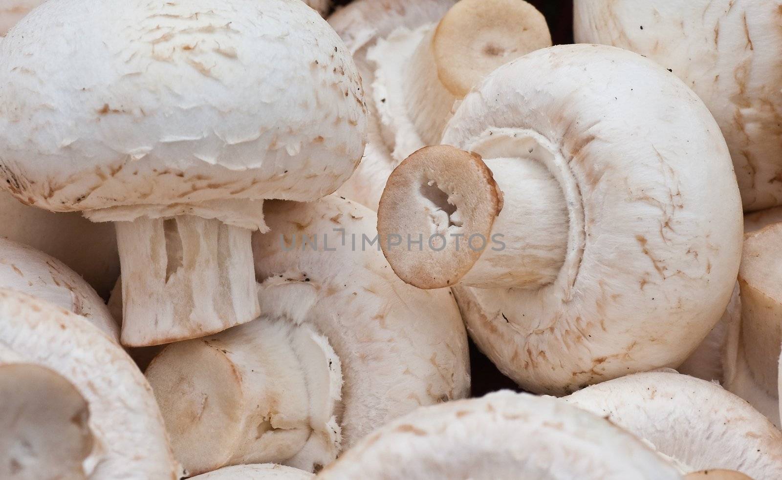 Background of white mushrooms