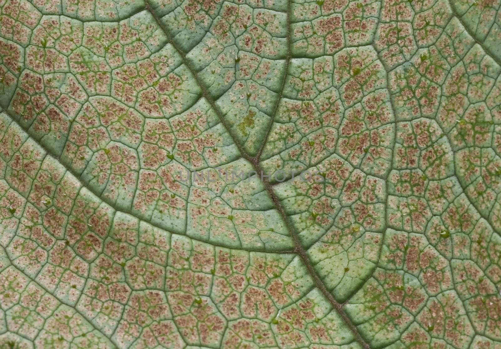 Texture of sheet  close up