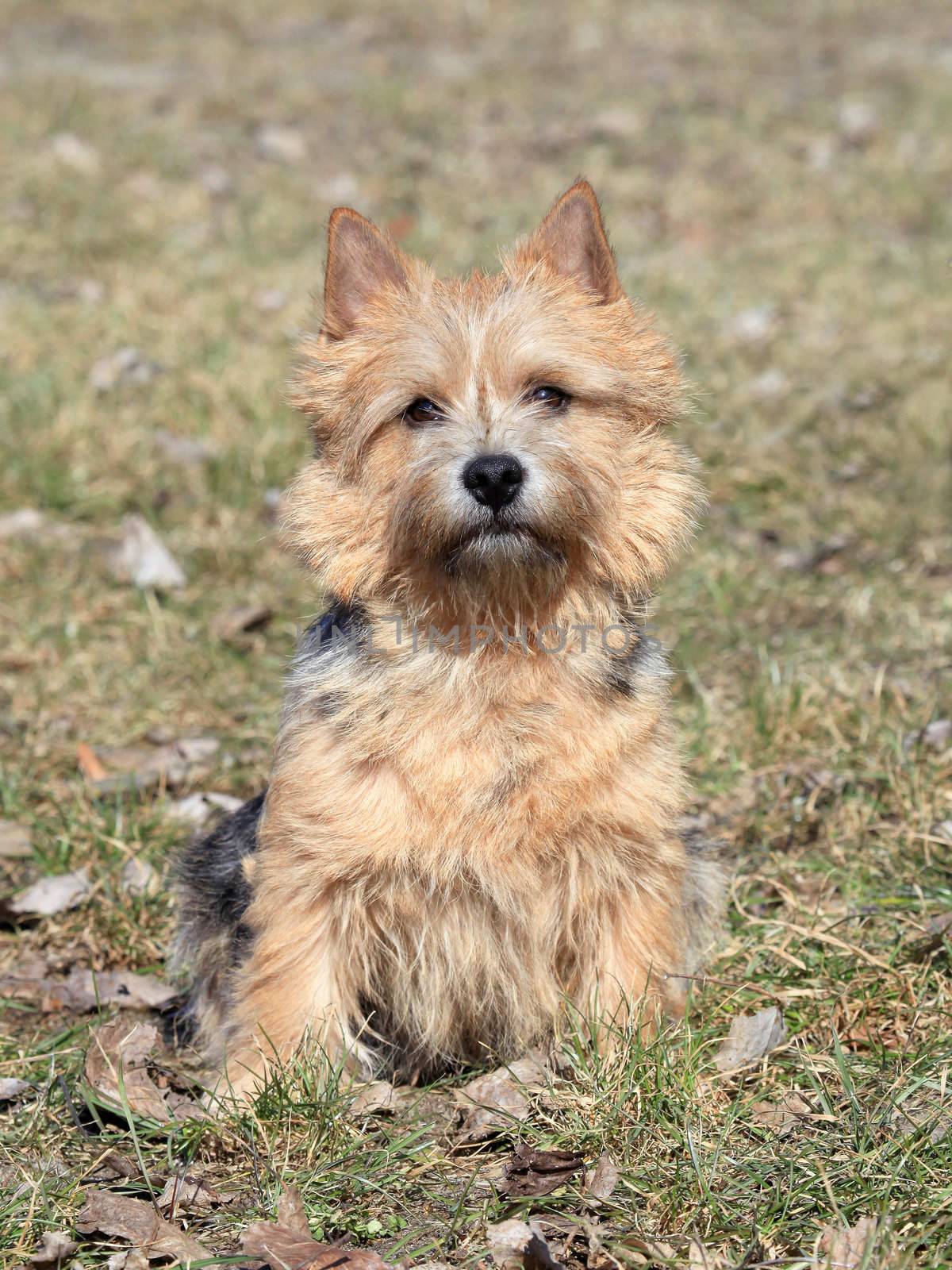 The Norwich Terrier in the garden in autumn