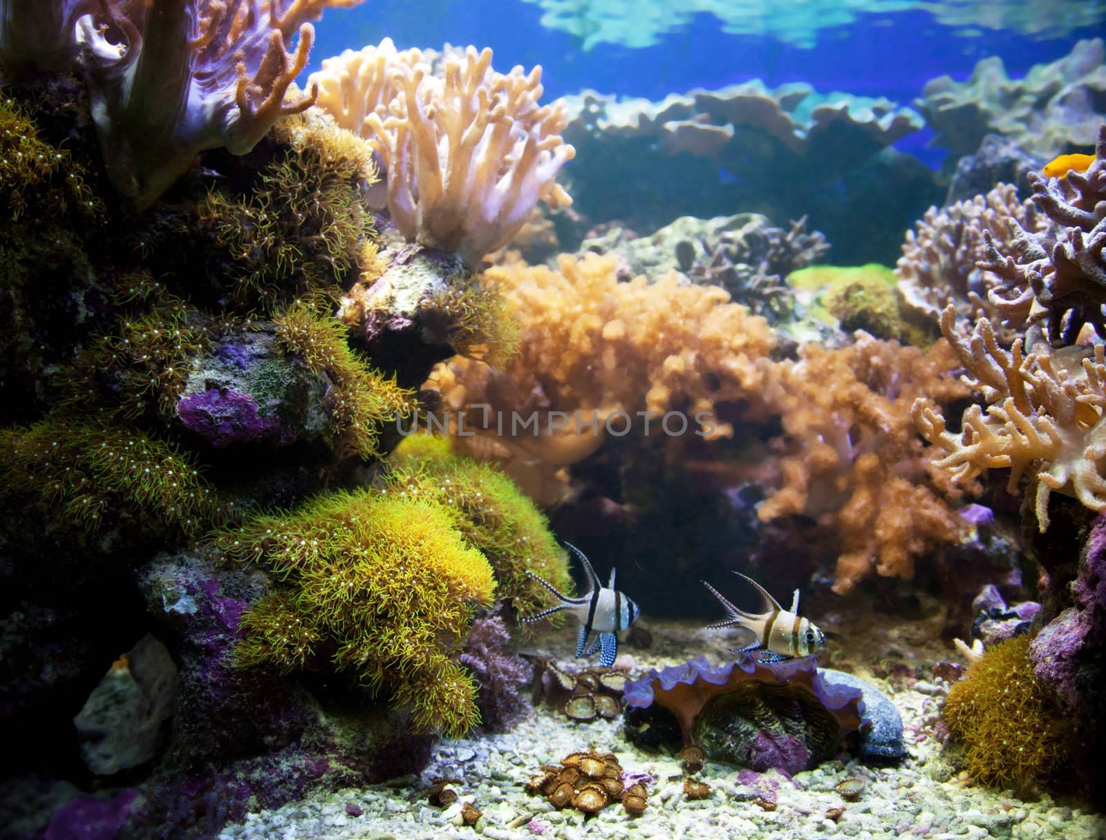 Underwater life. Coral reef, fish, colorful plants in ocean