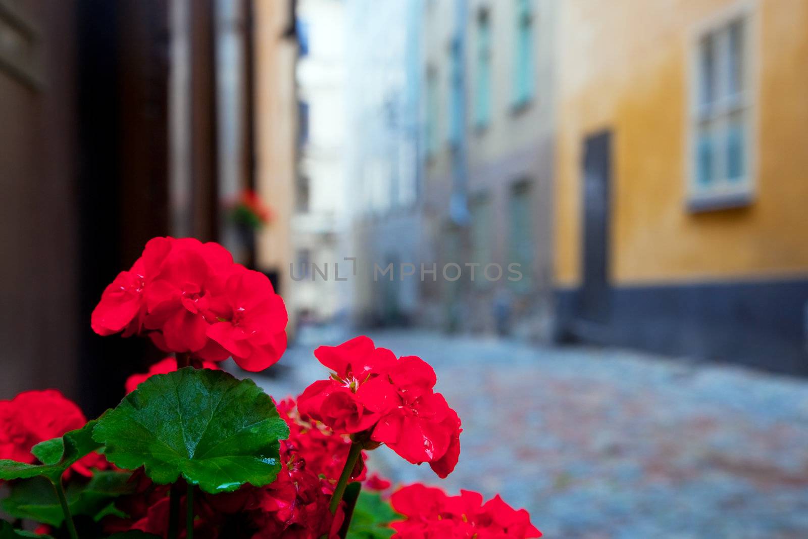Roses in the old town of Stockholm, Sweden