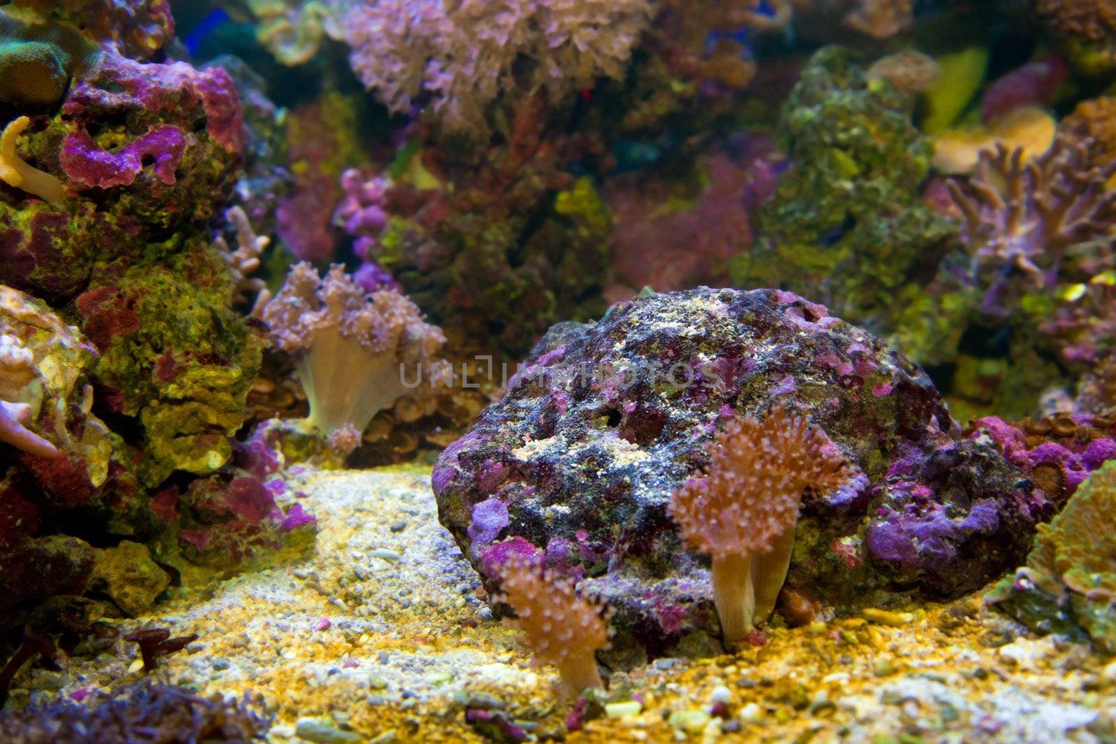 Underwater life. Coral reef, fish, colorful plants in ocean