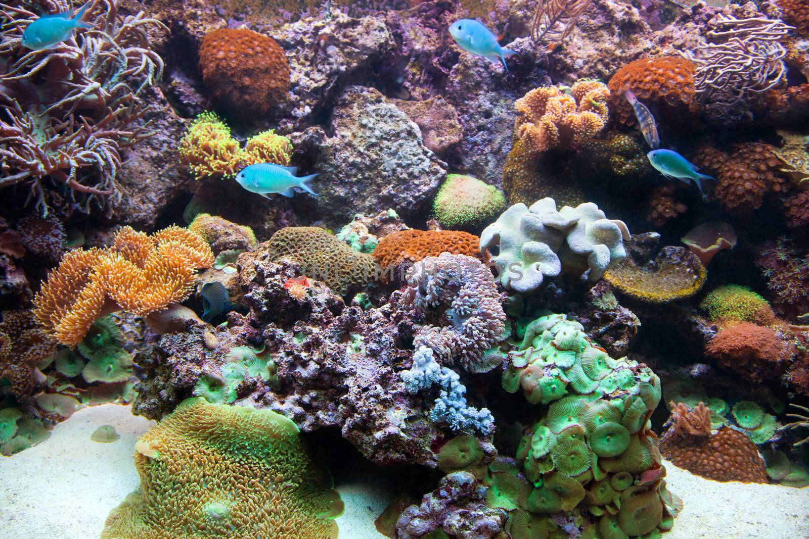 Underwater view in aquarium. Fish, coral reef