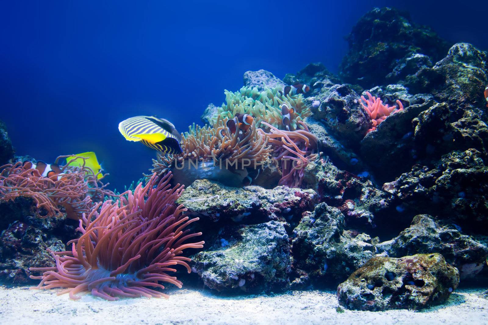 Underwater life, Fish, coral reef in ocean