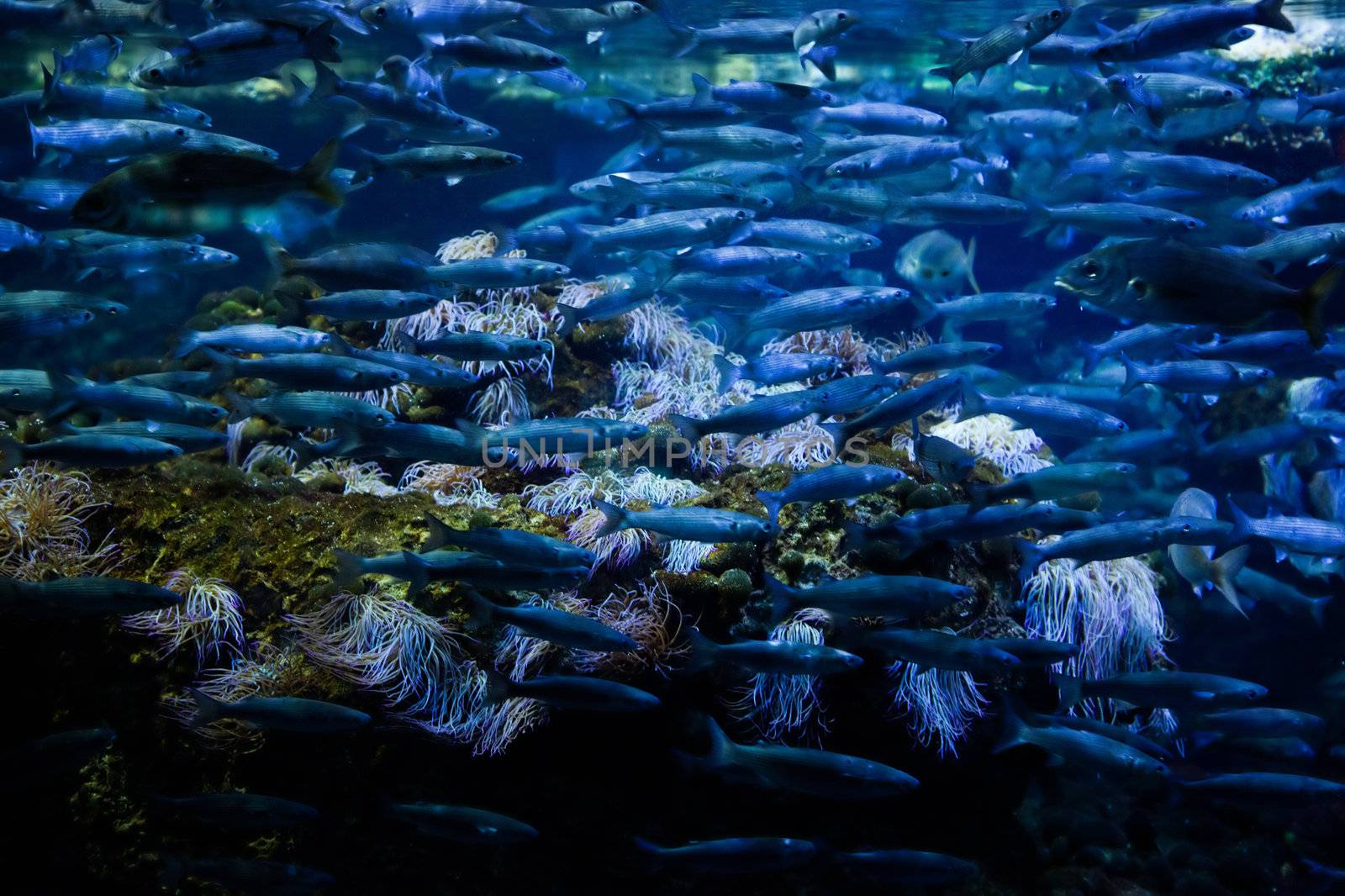 Underwater view in aquarium. Fish, coral reef