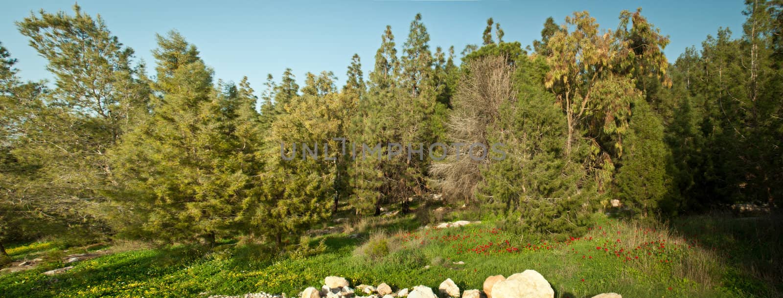 Spring in Israel. Forest near Jerusalem.