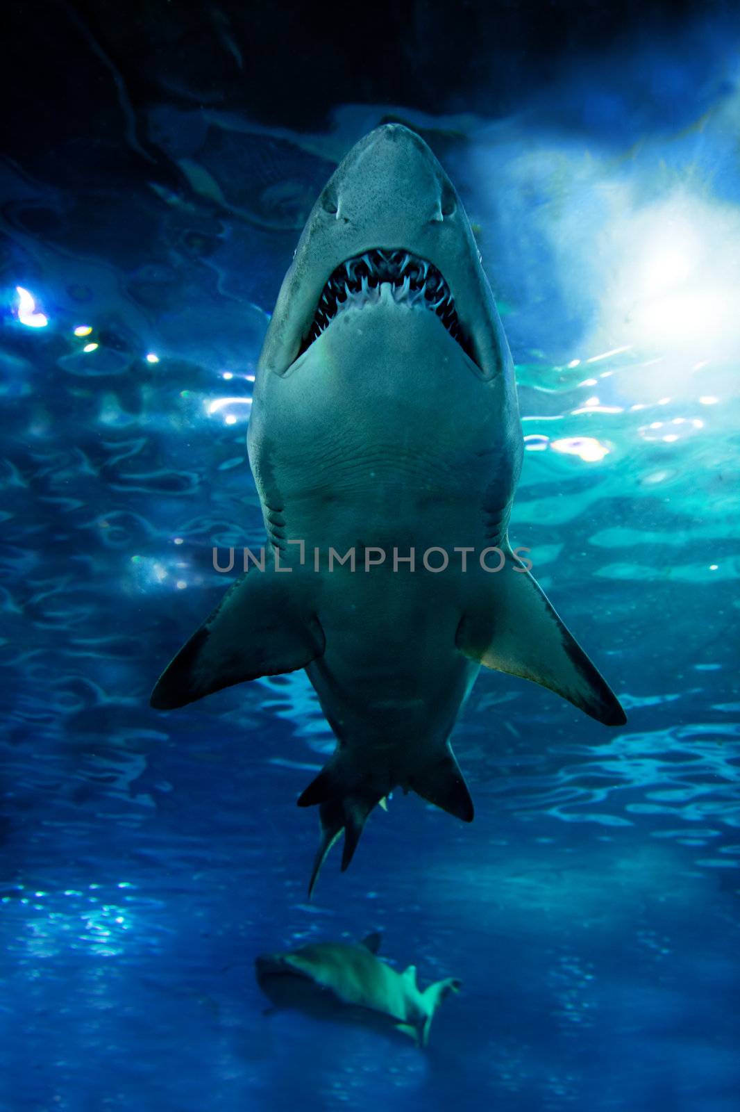 Shark silhouette underwater. Danger concept