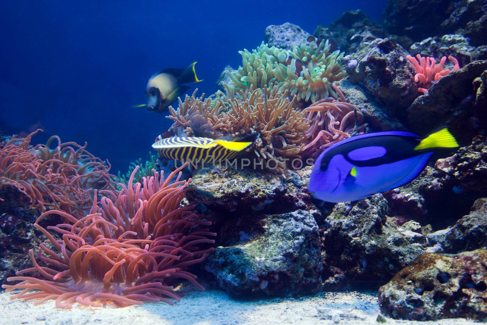 Underwater life, Fish, coral reef in ocean