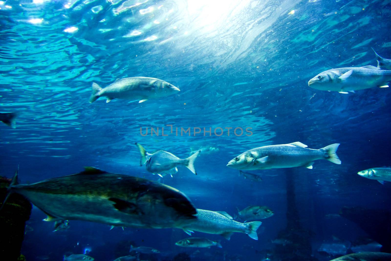 Underwater view in aquarium. Fish, sunlight