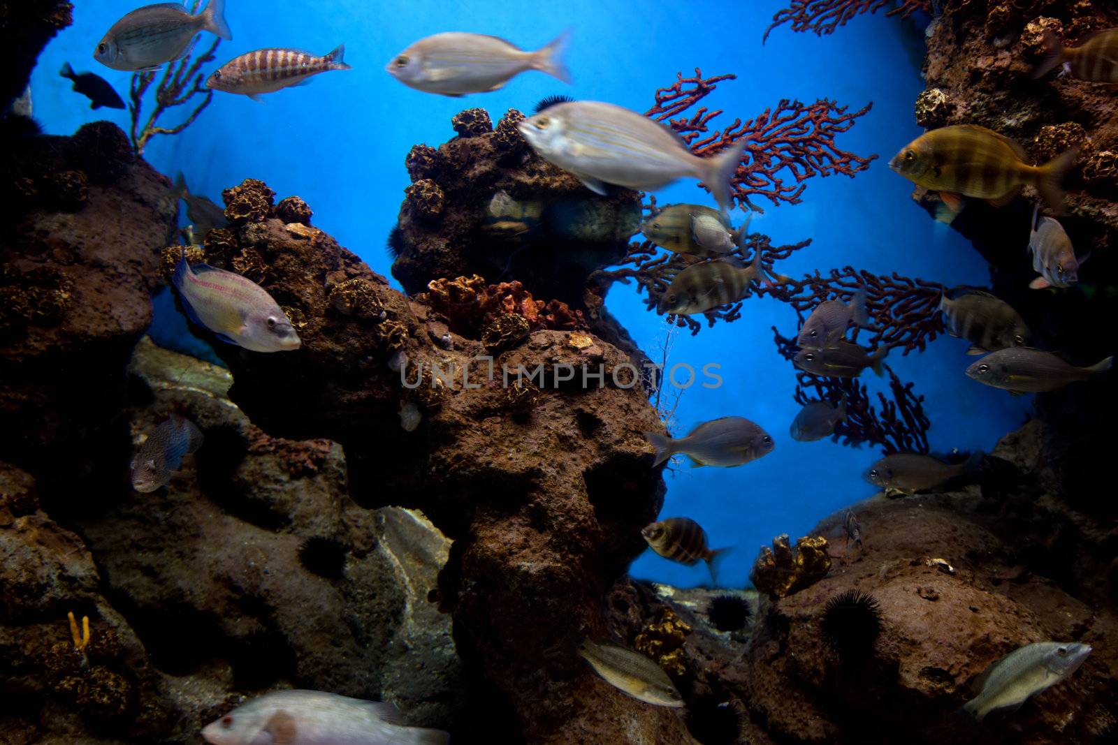 Underwater view in aquarium. Fish, coral reef