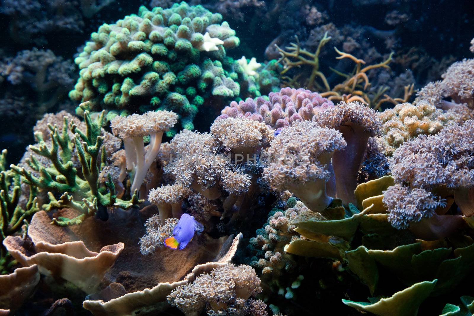Underwater life, Fish, coral reef in ocean