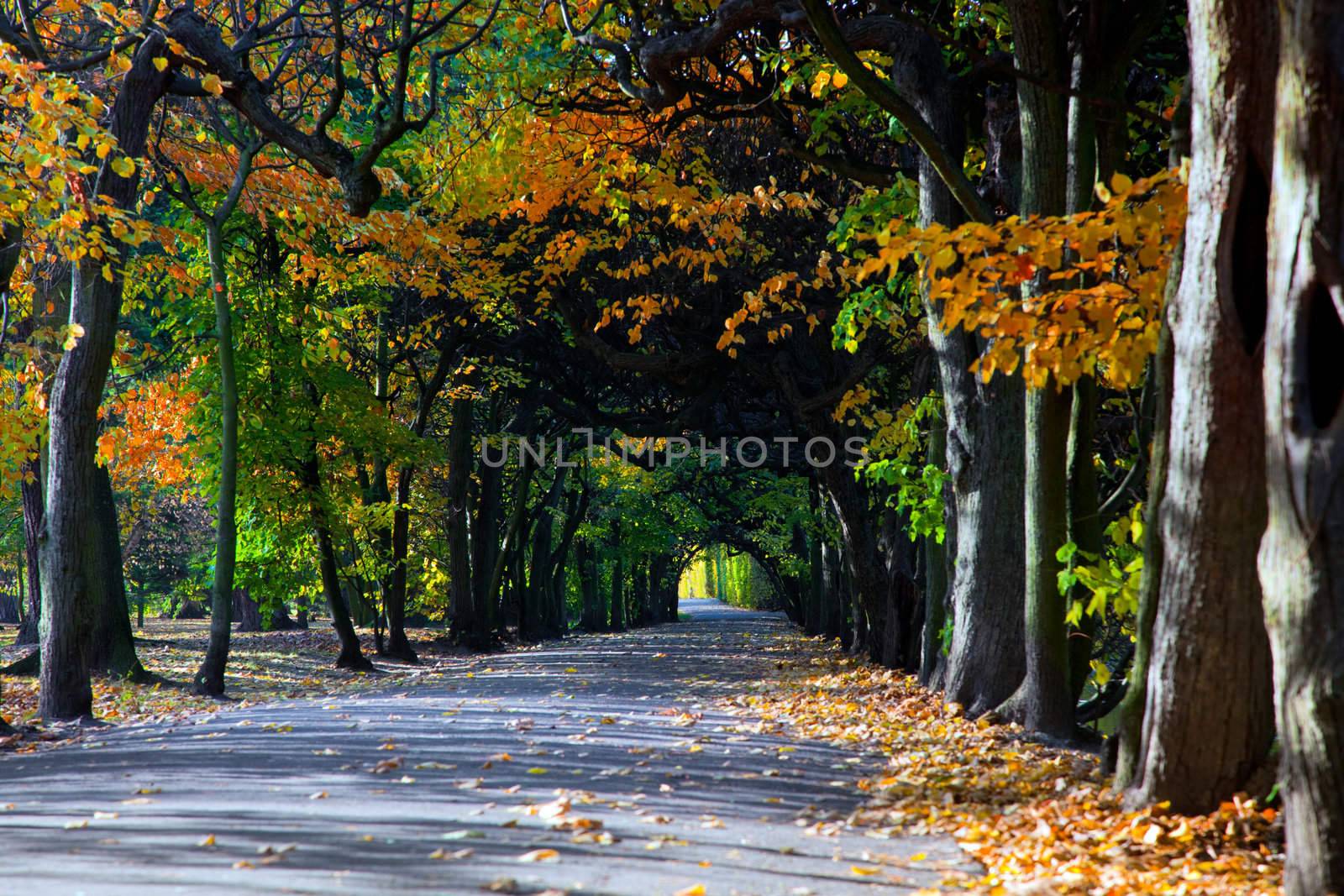 Alley with falling leaves in fall park by photocreo