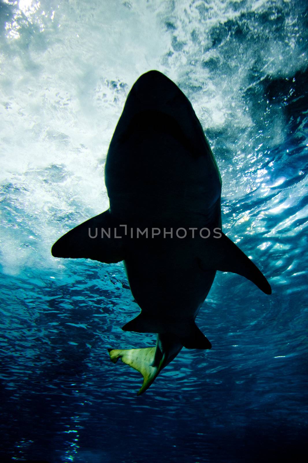 Shark silhouette underwater by photocreo