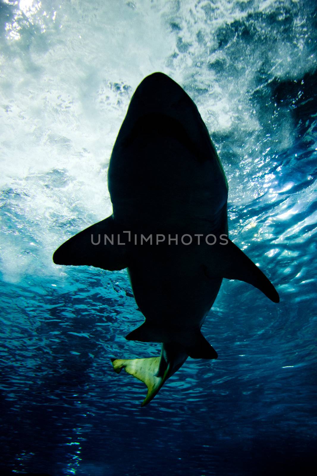 Shark silhouette underwater. Danger concept