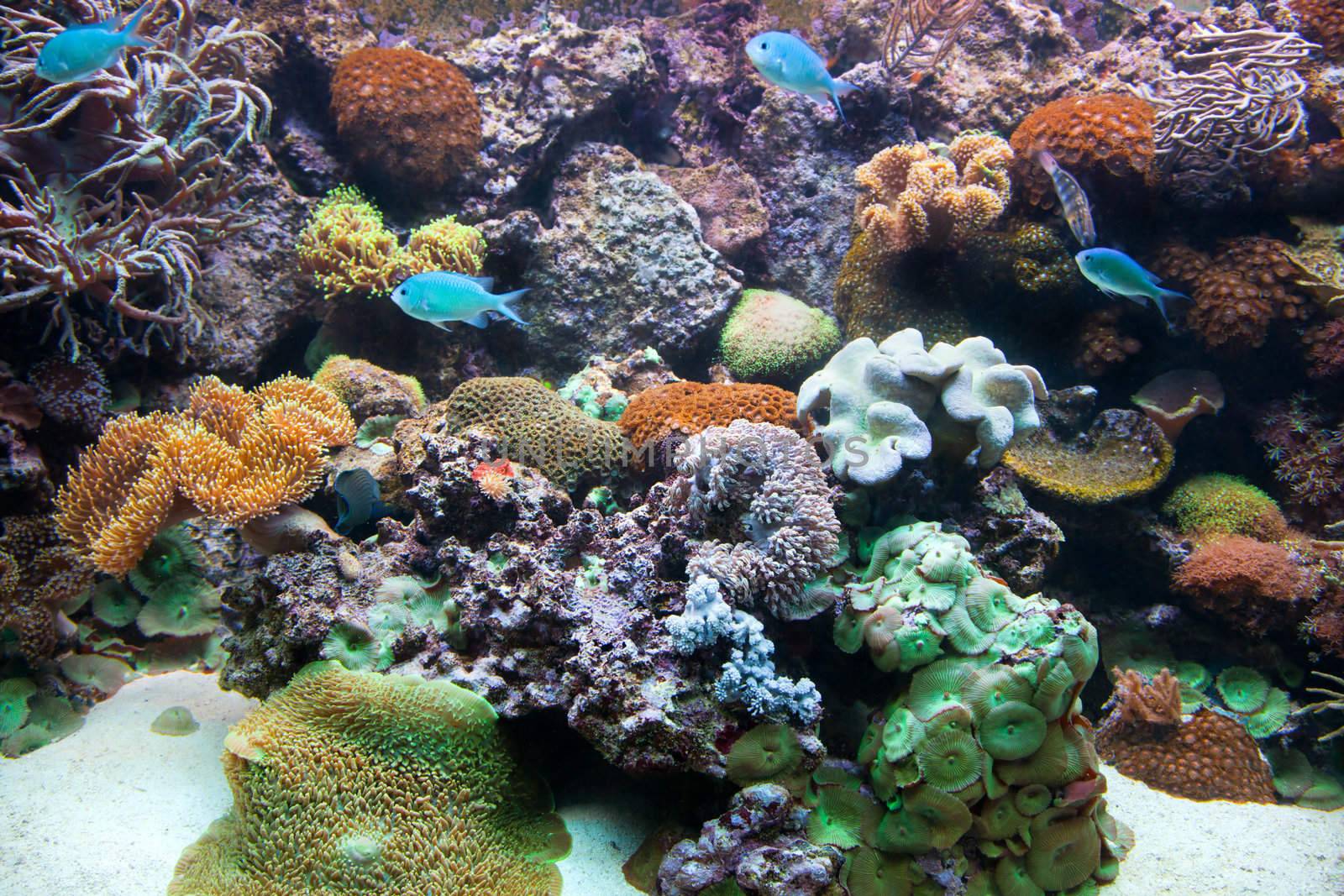 Underwater view in aquarium. Fish, coral reef