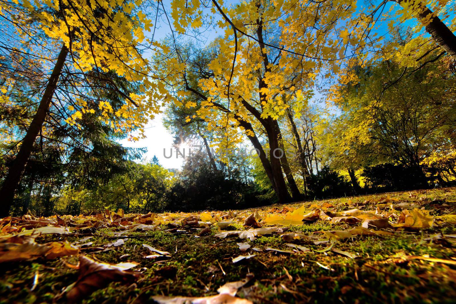 Colorful fall autumn park with falling leaves and sun rays