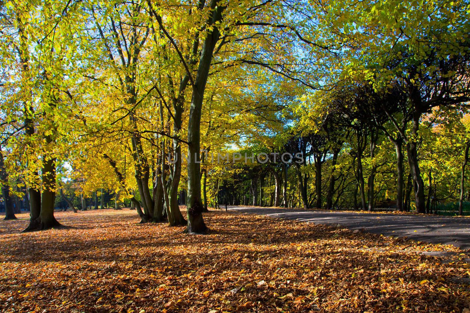 Colorful fall autumn park by photocreo
