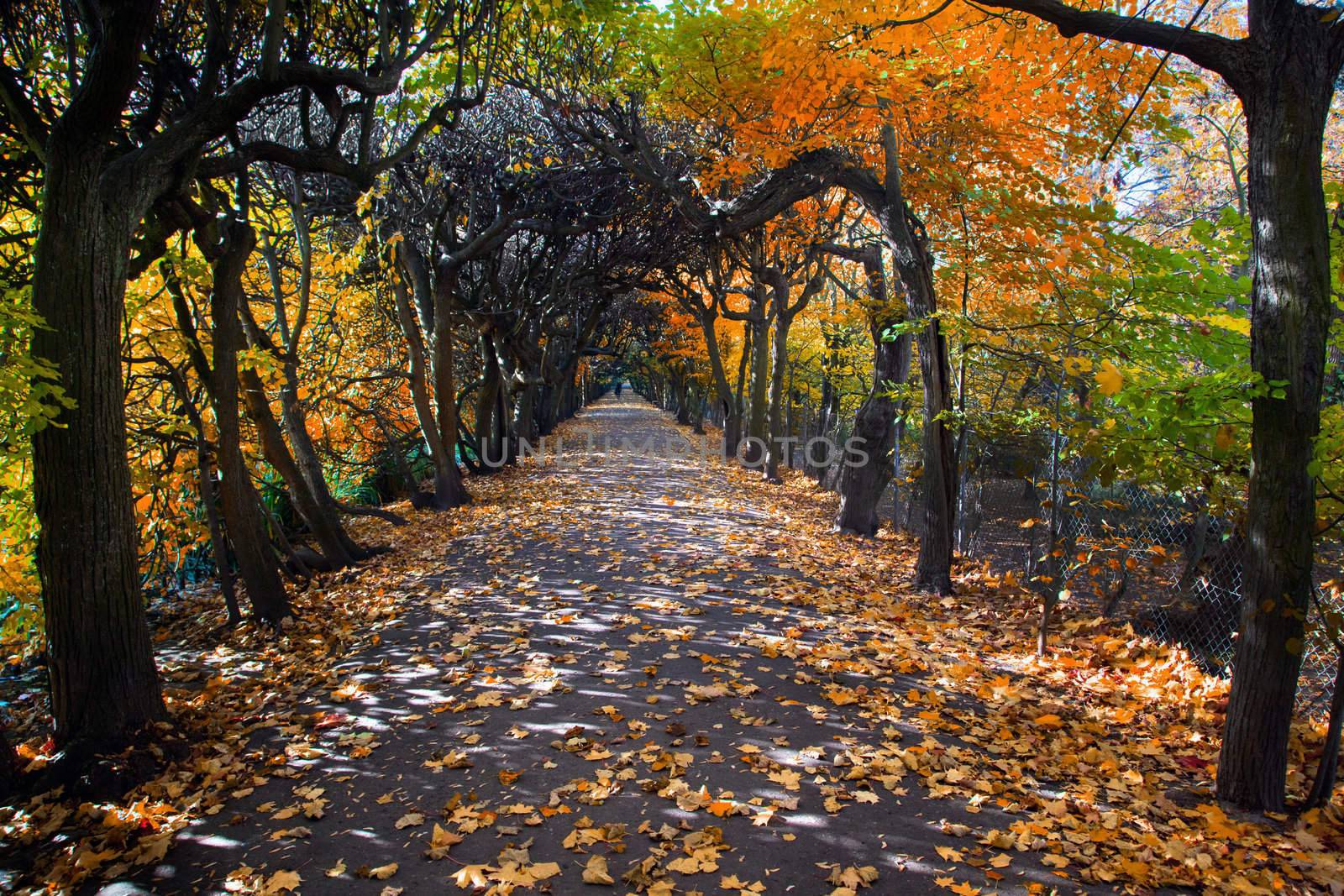 Alley with falling leaves in fall park by photocreo