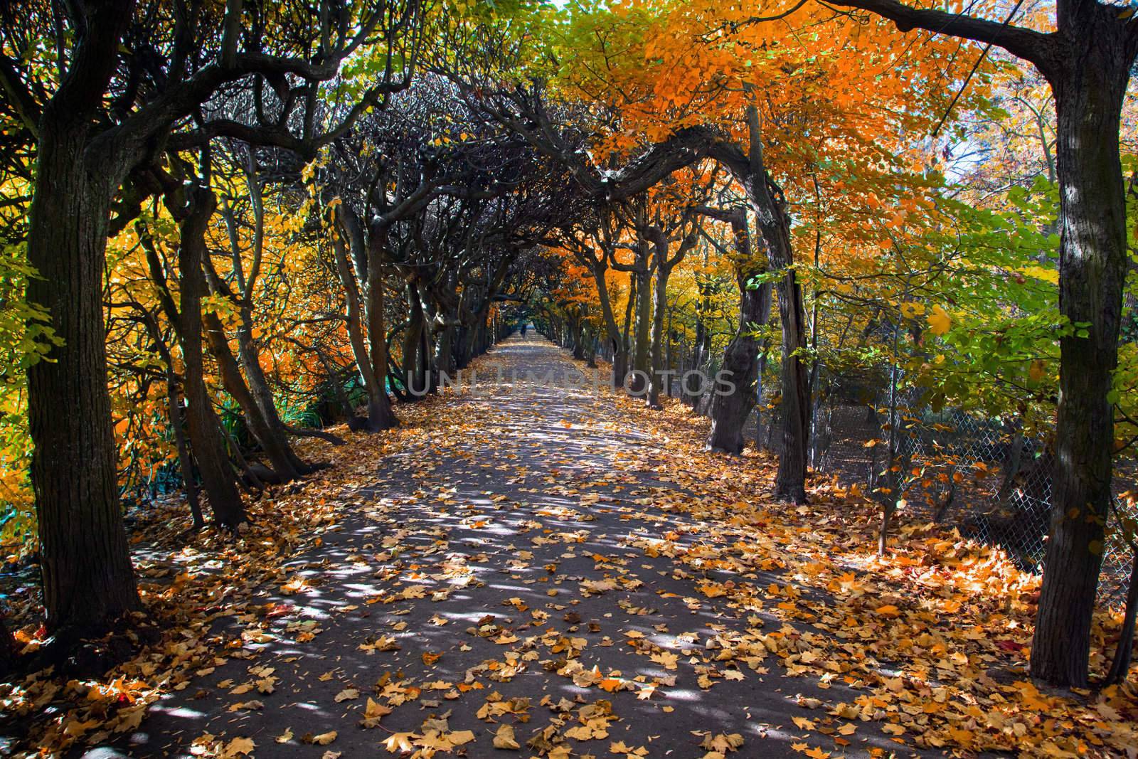 Colorful alley with leaves in fall autumn park