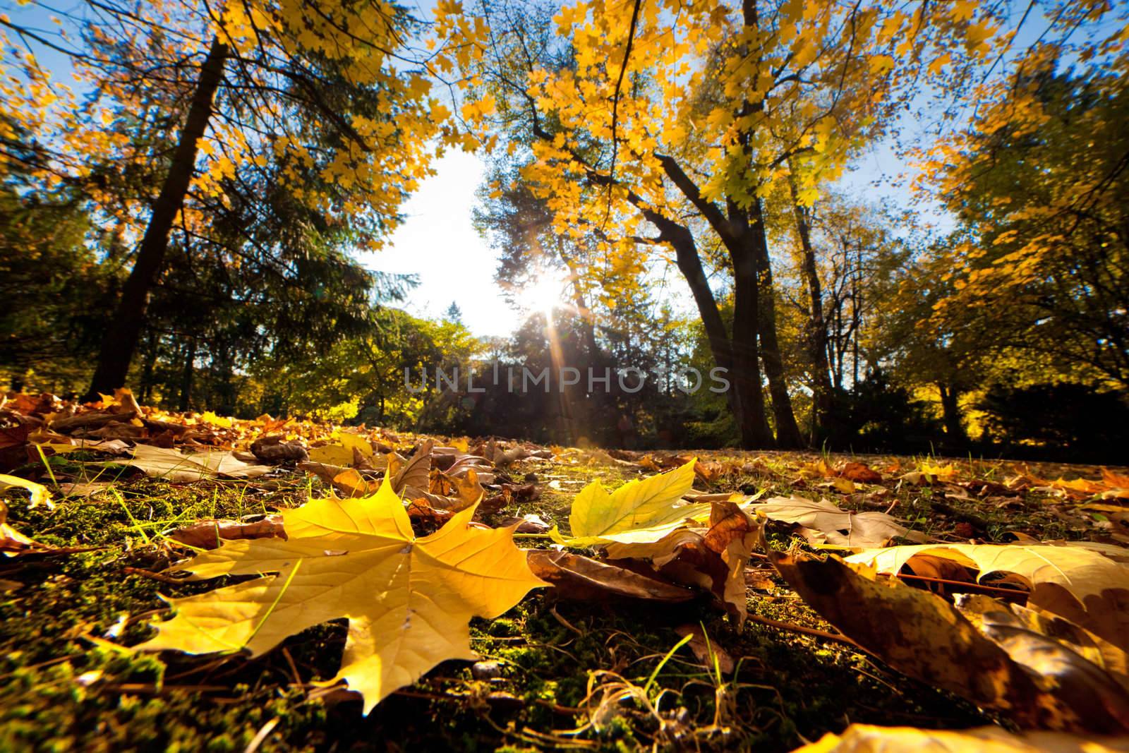 Fall autumn park. Falling leaves by photocreo