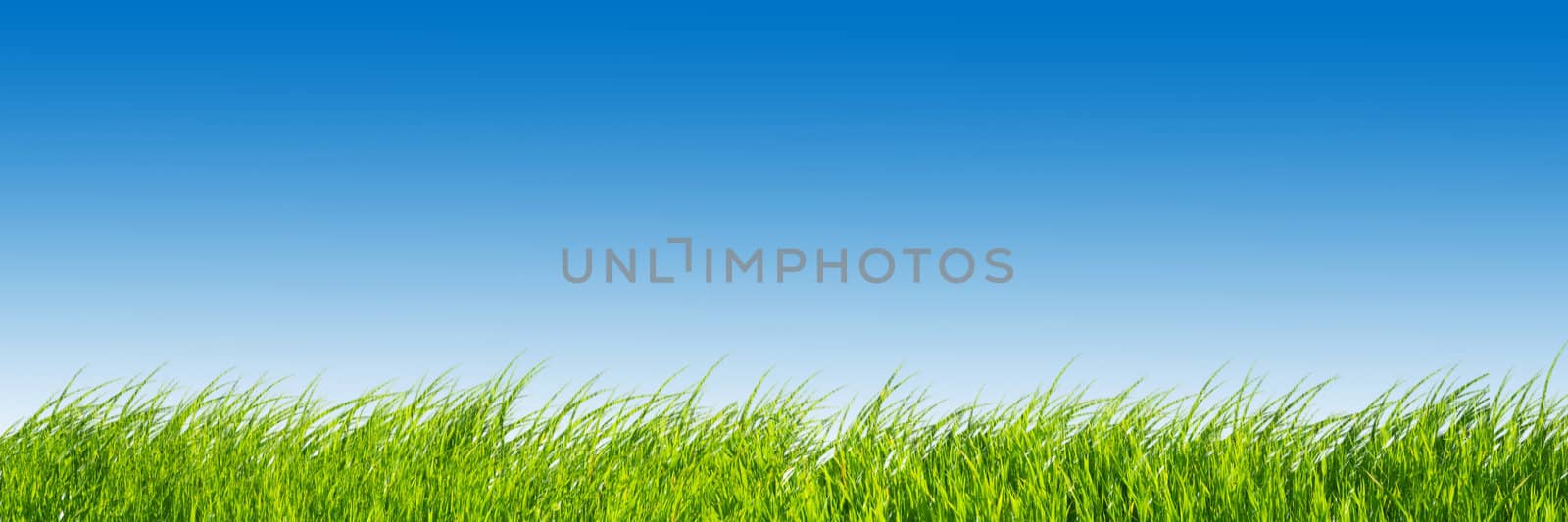 Green fresh grass on blue sky panorama. by photocreo