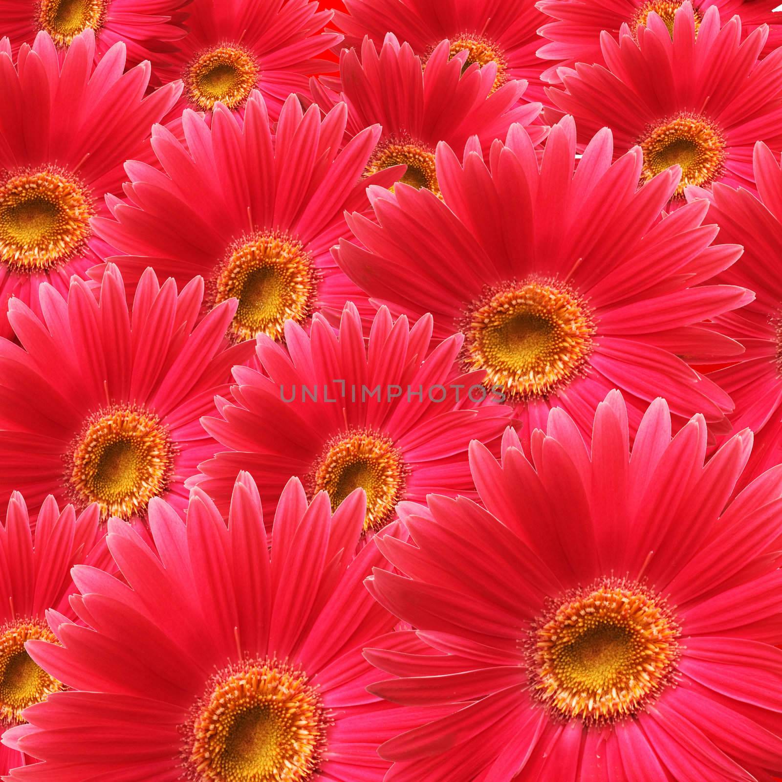 Red flowers background. Square shape