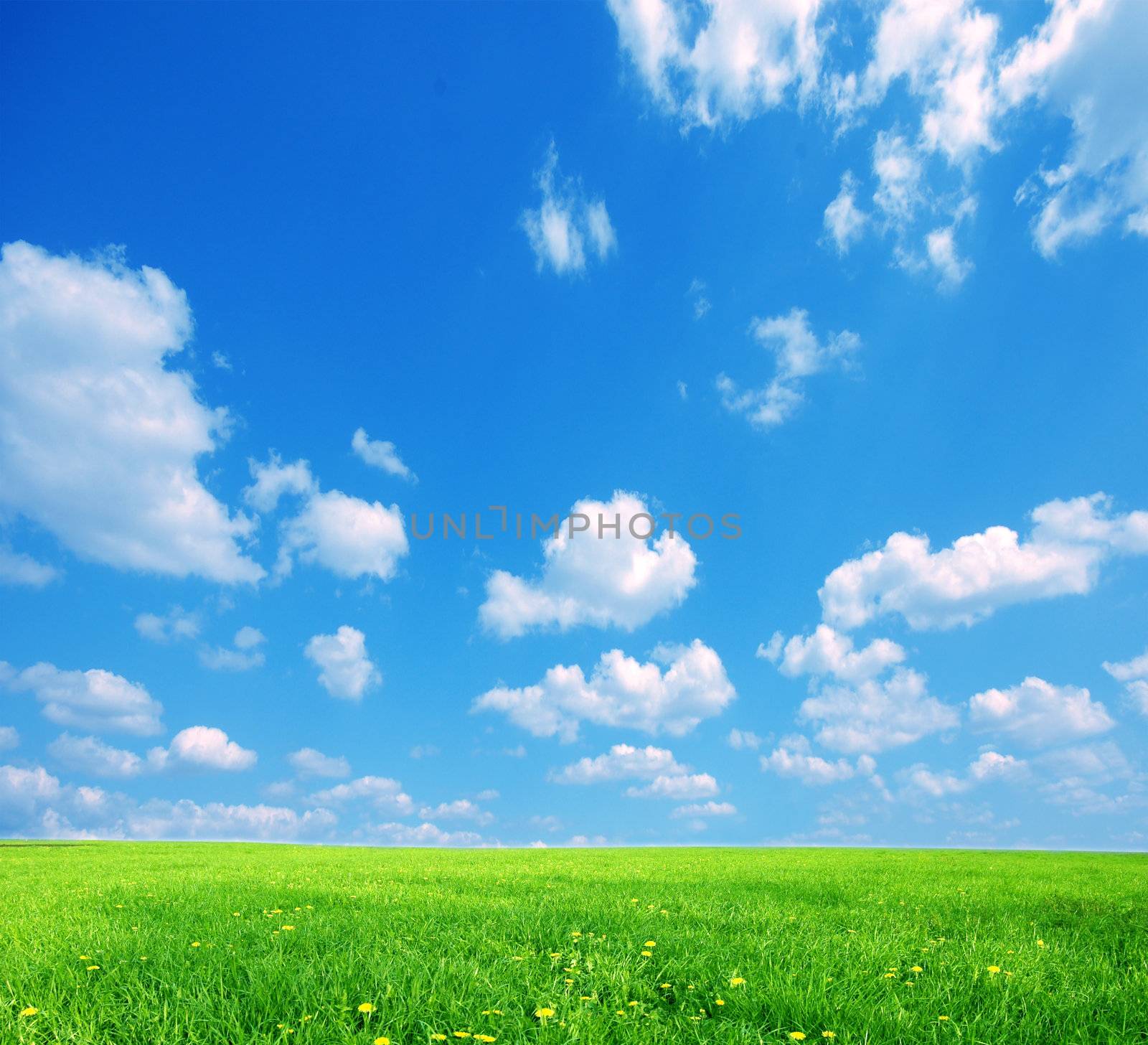 Nature background. Clear spring summer landscape with green grass and blue sky.