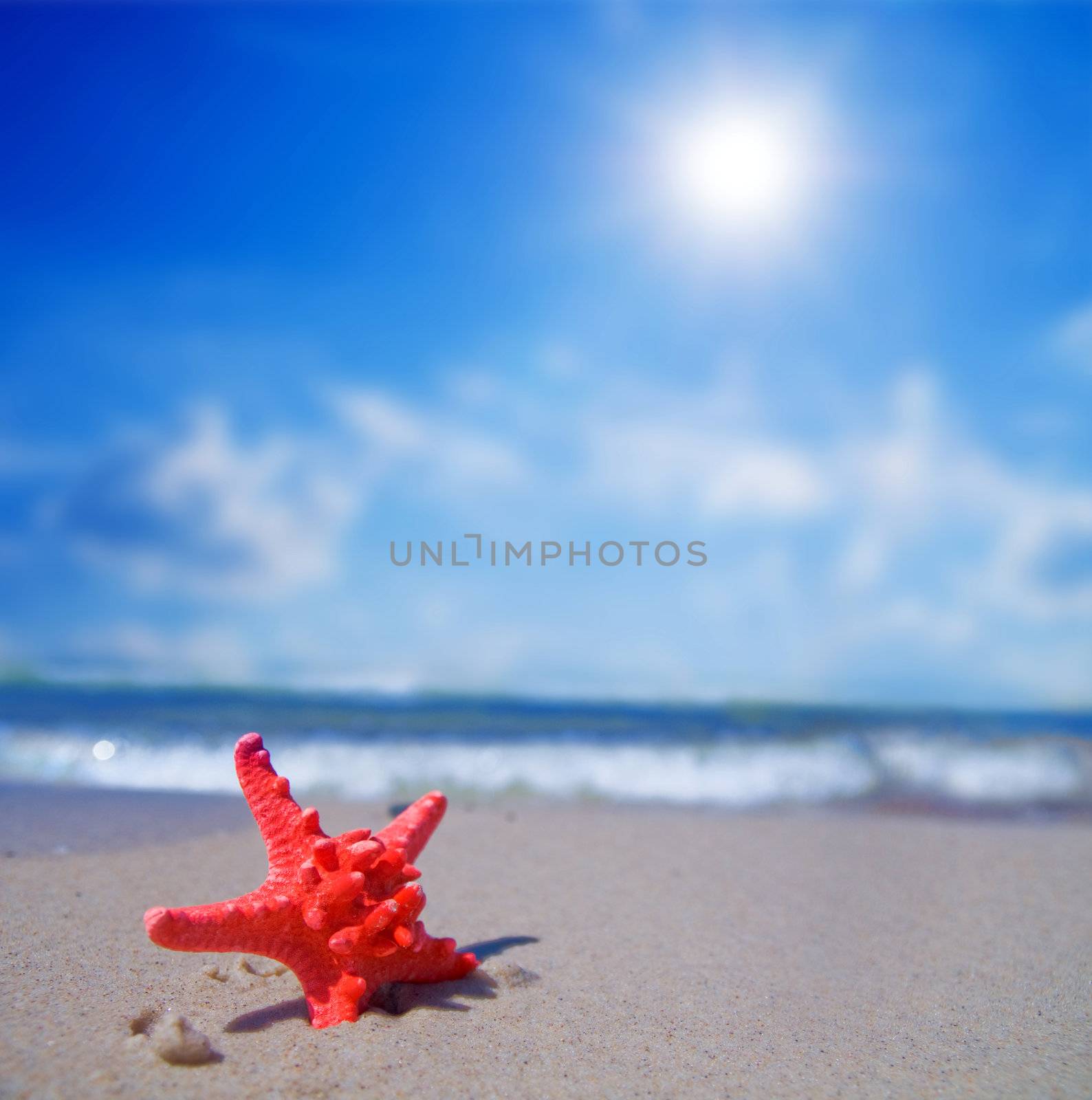 Red starfish on sunny tropical beach