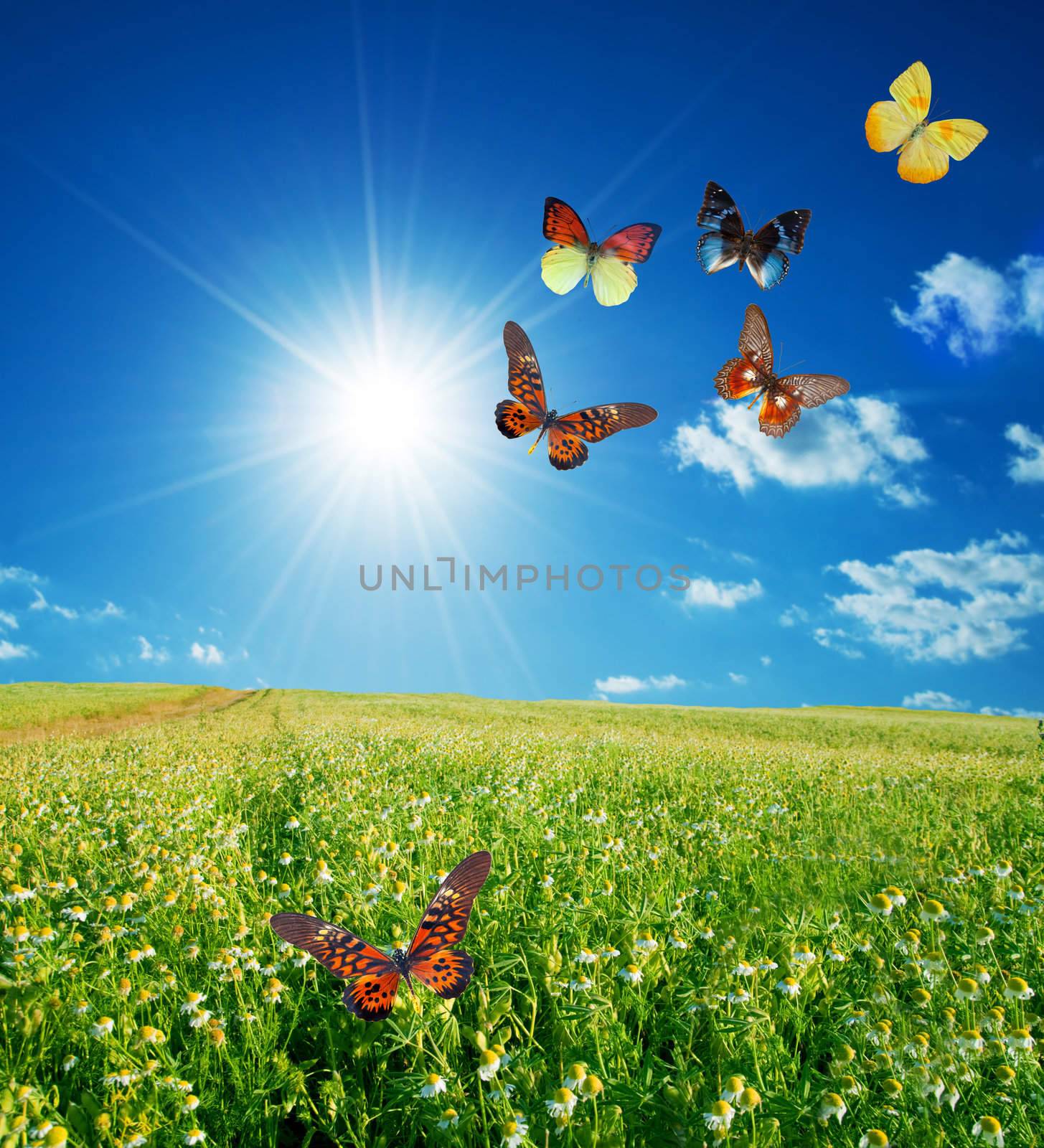 Butterfly spring field. A group o colorful butterflies in the spring summer grass land