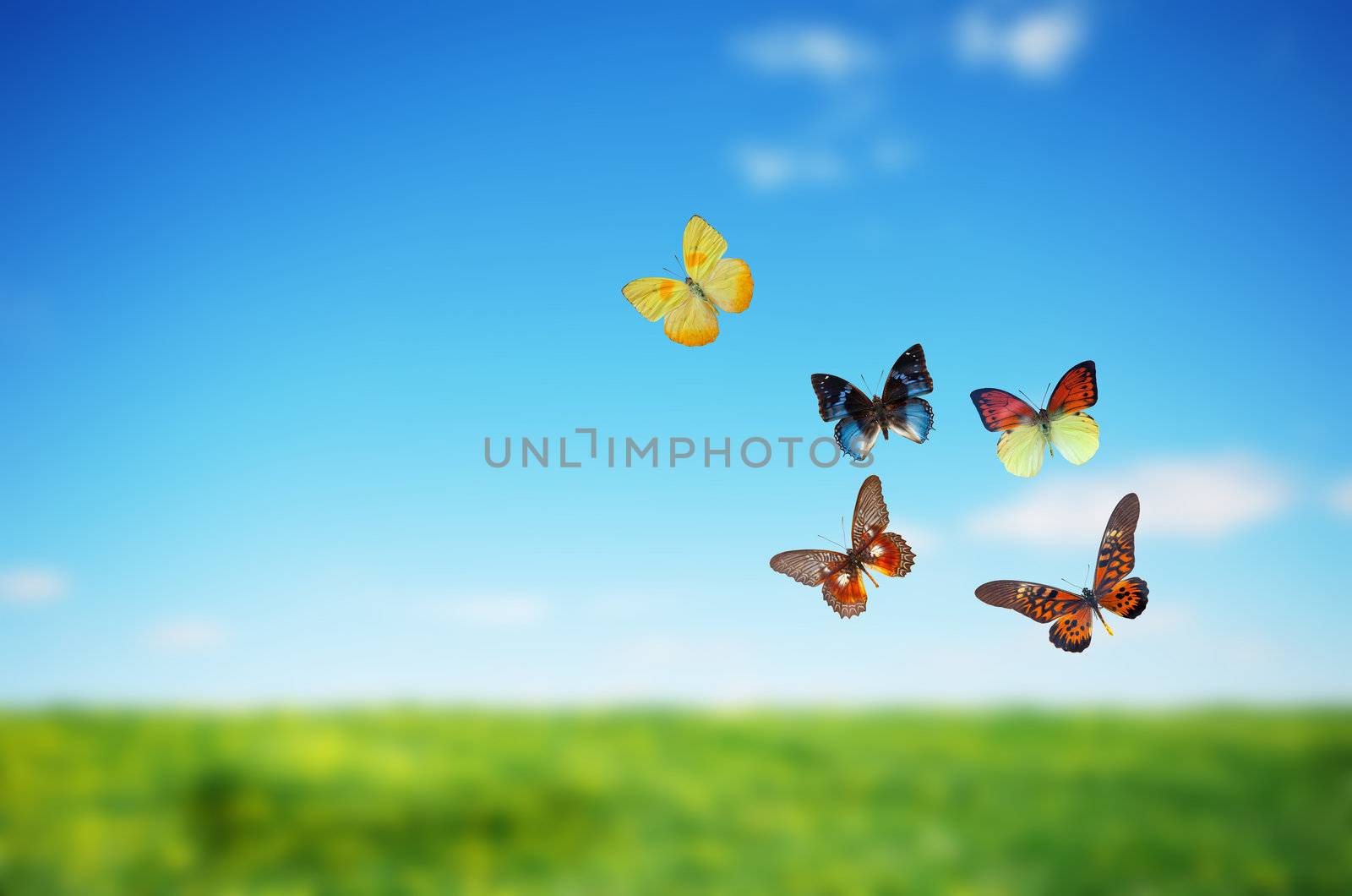 Butterfly spring field. A group o colorful butterflies in the spirng summer grass land
