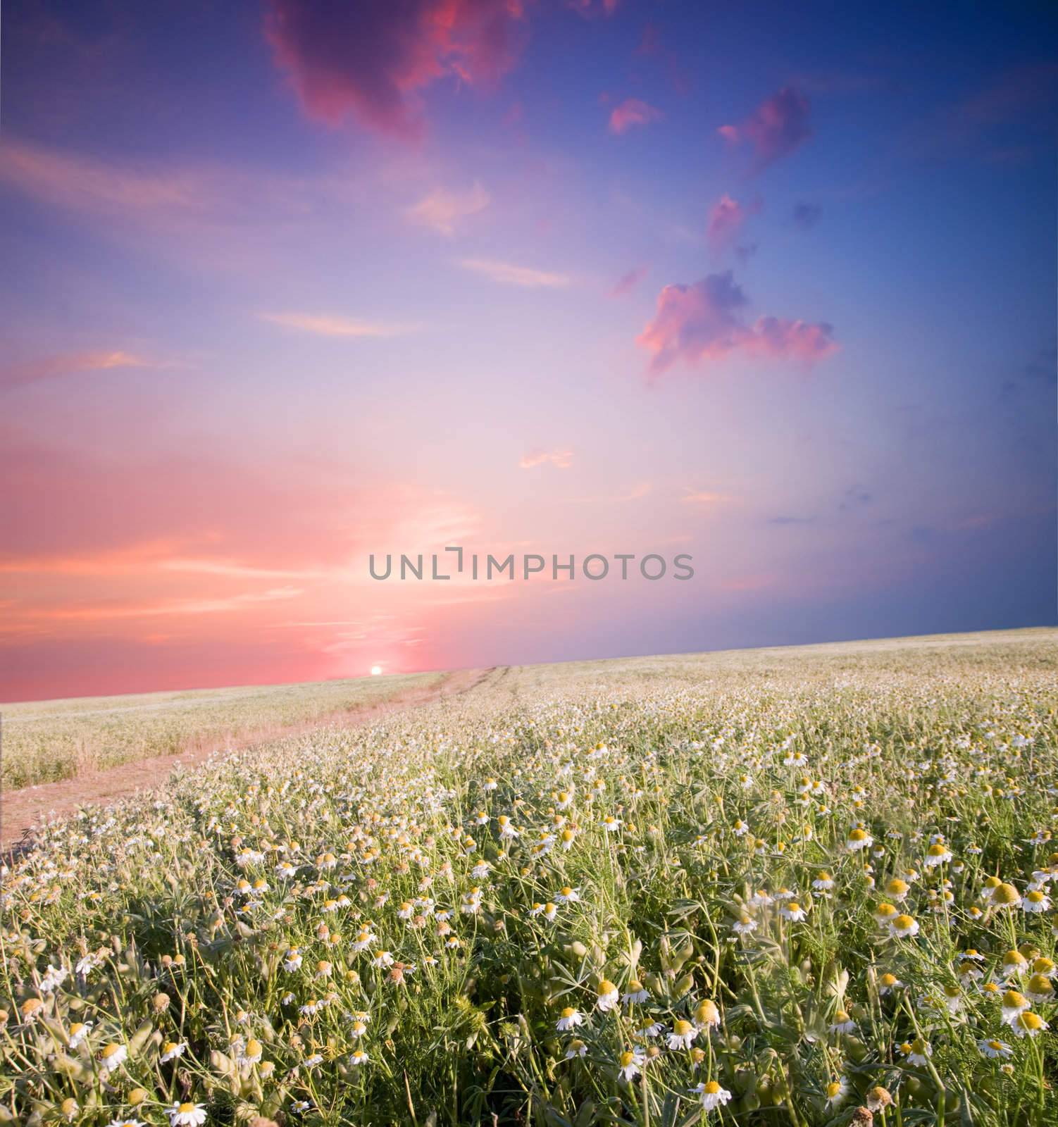 Sunrise with colorful morning sky with over land full of flowers